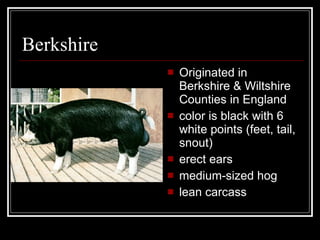 Berkshire Originated in Berkshire & Wiltshire Counties in England color is black with 6 white points (feet, tail, snout) erect ears medium-sized hog lean carcass 