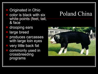 Poland China Originated in Ohio color is black with six white points (feet, tail, & face drooping ears large breed produces carcasses with large loin eyes very little back fat commonly used in crossbreeding programs 
