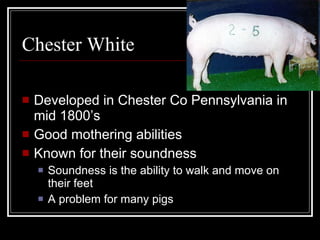 Chester White Developed in Chester Co Pennsylvania in mid 1800’s Good mothering abilities Known for their soundness Soundness is the ability to walk and move on their feet A problem for many pigs 