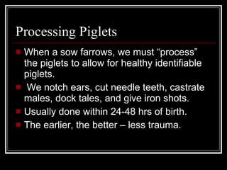 Processing Piglets When a sow farrows, we must “process” the piglets to allow for healthy identifiable piglets. We notch ears, cut needle teeth, castrate males, dock tales, and give iron shots. Usually done within 24-48 hrs of birth. The earlier, the better – less trauma. 