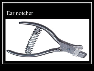 Ear notcher 