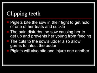 Clipping teeth Piglets bite the sow in their fight to get hold of one of her teats and suckle The pain disturbs the sow causing her to get up and prevents her young from feeding The cuts to the sow's udder also allow germs to infect the udder Piglets will also bite and injure one another  