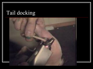 Tail docking 