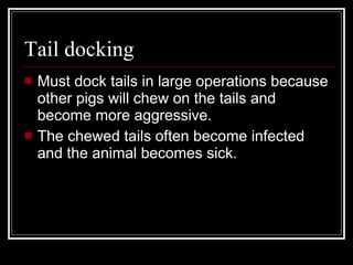 Tail docking Must dock tails in large operations because other pigs will chew on the tails and become more aggressive. The chewed tails often become infected and the animal becomes sick. 