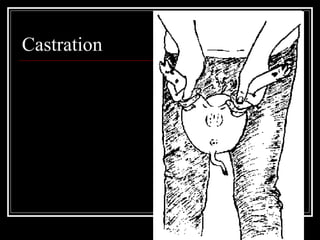 Castration 