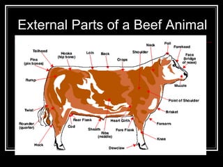 External Parts of a Beef Animal 