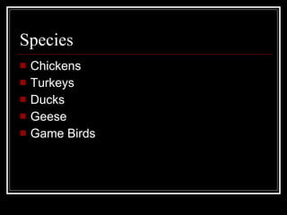 Species Chickens Turkeys Ducks Geese Game Birds 