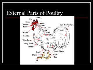 External Parts of Poultry 