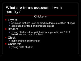 What are terms associated with poultry? Chickens Layers chickens that are used to produce large quantities of eggs eggs used for food and produce chicks Broilers young chickens that weigh about 4 pounds, are 6 to 7 weeks old and used for meat Chick baby chicken of either sex Cockerels young male chicken 