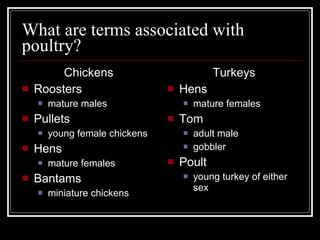 What are terms associated with poultry? Chickens Roosters mature males Pullets young female chickens Hens mature females Bantams miniature chickens Turkeys Hens mature females Tom adult male gobbler Poult young turkey of either sex 