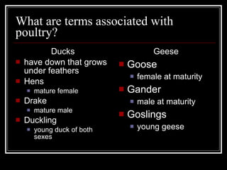 What are terms associated with poultry? Ducks have down that grows under feathers Hens mature female Drake mature male Duckling young duck of both sexes Geese Goose female at maturity Gander male at maturity Goslings young geese 