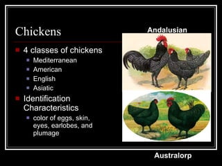 Chickens 4 classes of chickens Mediterranean American English Asiatic Identification Characteristics color of eggs, skin, eyes, earlobes, and plumage Andalusian   Australorp 