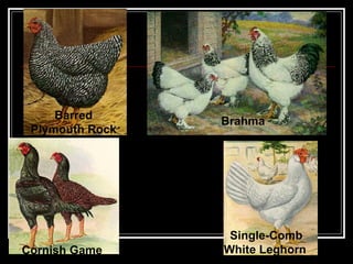 Brahma  Cornish Game   Single-Comb White Leghorn   Barred Plymouth Rock   