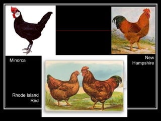 Minorca New Hampshire Rhode Island Red 