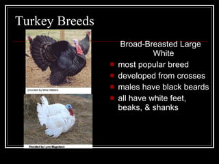 Turkey Breeds Broad-Breasted Large White  most popular breed developed from crosses males have black beards all have white feet, beaks, & shanks 