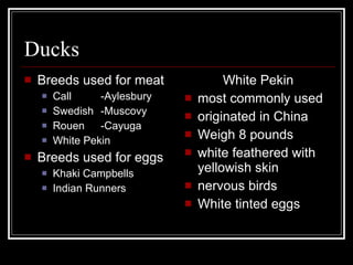 Ducks Breeds used for meat Call   -Aylesbury Swedish   -Muscovy Rouen   -Cayuga White Pekin Breeds used for eggs Khaki Campbells Indian Runners White Pekin most commonly used  originated in China Weigh 8 pounds white feathered with yellowish skin nervous birds White tinted eggs 