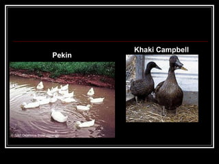 Pekin Khaki Campbell 