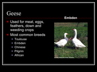 Geese Used for meat, eggs, feathers, down and weeding crops Most common breeds Toulouse Embden Chinese Pilgrim African Embden 