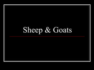 Sheep & Goats 