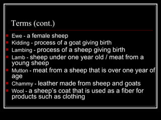 Terms (cont.) Ewe -  a female sheep Kidding -  process of a goat giving birth Lambing -  process of a sheep giving birth Lamb -  sheep under one year old / meat from a young sheep Mutton -  meat from a sheep that is over one year of age Chammy -  leather made from sheep and goats Wool -  a sheep’s coat that is used as a fiber for products such as clothing 