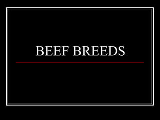 BEEF BREEDS 