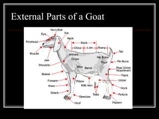 External Parts of a Goat 
