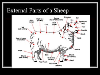 External Parts of a Sheep 