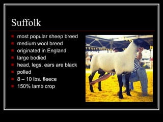 Suffolk most popular sheep breed medium wool breed originated in England large bodied head, legs, ears are black polled 8 – 10 lbs. fleece 150% lamb crop 