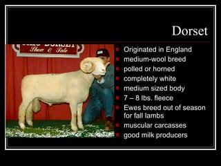 Dorset Originated in England medium-wool breed polled or horned completely white medium sized body 7 – 8 lbs. fleece Ewes breed out of season for fall lambs muscular carcasses good milk producers 