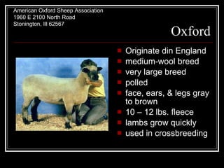 Oxford Originate din England medium-wool breed very large breed polled face, ears, & legs gray to brown 10 – 12 lbs. fleece lambs grow quickly used in crossbreeding American Oxford Sheep Association  1960 E 2100 North Road  Stonington, Ill 62567  