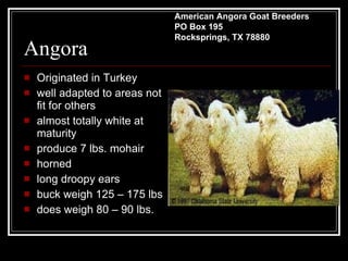 Angora Originated in Turkey well adapted to areas not fit for others almost totally white at maturity produce 7 lbs. mohair horned  long droopy ears buck weigh 125 – 175 lbs does weigh 80 – 90 lbs. American Angora Goat Breeders PO Box 195 Rocksprings, TX 78880 