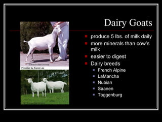 Dairy Goats produce 5 lbs. of milk daily more minerals than cow’s milk easier to digest Dairy breeds French Alpine LaMancha Nubian Saanen Toggenburg LaMancha Saanen 