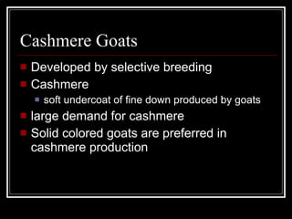 Cashmere Goats Developed by selective breeding Cashmere soft undercoat of fine down produced by goats large demand for cashmere Solid colored goats are preferred in cashmere production 