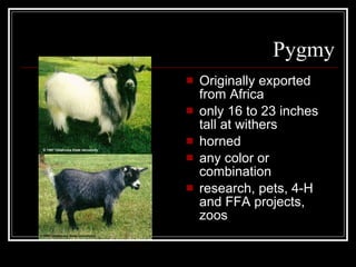 Pygmy Originally exported from Africa only 16 to 23 inches tall at withers horned any color or combination research, pets, 4-H and FFA projects, zoos 