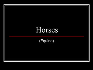 Horses (Equine) 