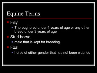 Equine Terms Filly Thoroughbred under 4 years of age or any other breed under 3 years of age Stud horse male that is kept for breeding Foal horse of either gender that has not been weaned 