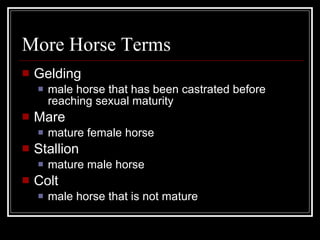 More Horse Terms Gelding male horse that has been castrated before reaching sexual maturity Mare mature female horse Stallion mature male horse Colt male horse that is not mature 