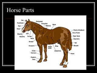 Horse Parts 