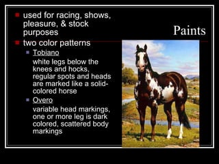 Paints used for racing, shows, pleasure, & stock purposes two color patterns Tobiano white legs below the knees and hocks, regular spots and heads are marked like a solid-colored horse Overo variable head markings, one or more leg is dark colored, scattered body markings 