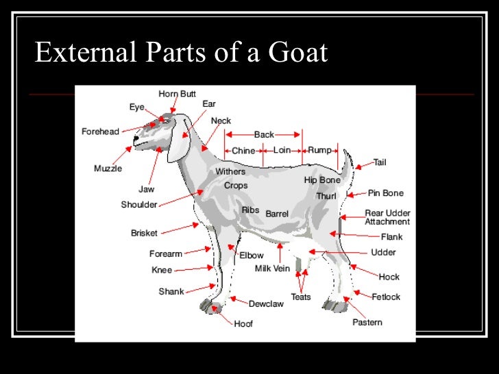 Livestock