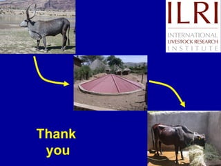 Investment options for integrating water-livestock-crop production in sub-Saharan Africa