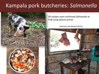 Livestock and antimicrobial resistance in low- and middle-income countries