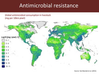 Livestock and antimicrobial resistance in low- and middle-income countries