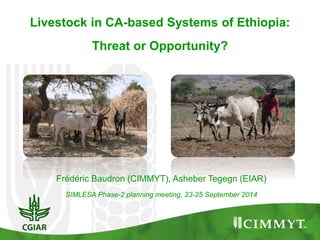 Frédéric Baudron (CIMMYT), Asheber Tegegn (EIAR)
SIMLESA Phase-2 planning meeting, 23-25 September 2014
Livestock in CA-based Systems of Ethiopia:
Threat or Opportunity?
 
