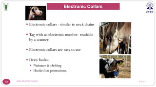 3/17/23
RFID-TRANSPONDERS
33
— Electronic collars - similar to neck chains
— Tag with an electronic number- readable
by a scanner.
— Electronic collars are easy to use
— Draw backs-
— Nuisance & choking
— Hooked on protrusions.
Electronic Collars
 