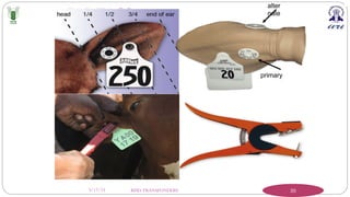 3/17/23 RFID-TRANSPONDERS 35
primary
alter
nate
 