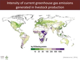 Livestock headwinds:Help or hindrance to sustainable development?