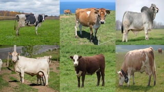 Livestock_Integration_Agroforestry_Submodule1.pptx