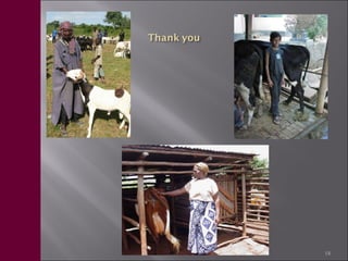 Livestock in the new CGIAR Consortium