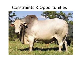 Sectoral and Economy-wide Analysis of the Ethiopian Livestock